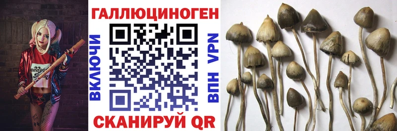 Псилоцибиновые грибы мухоморы даркнет наркотические препараты Железногорск-Илимский